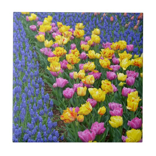 チューリップとブルーベルの花園 タイル (正面)