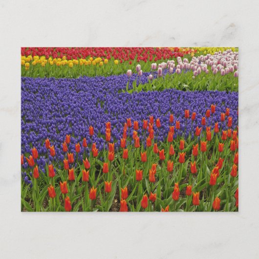 チューリップとムスカリの花のパターン 2 ポストカード (正面)