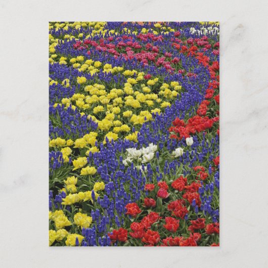 チューリップとムスカリの花の模様 2 ポストカード (正面)