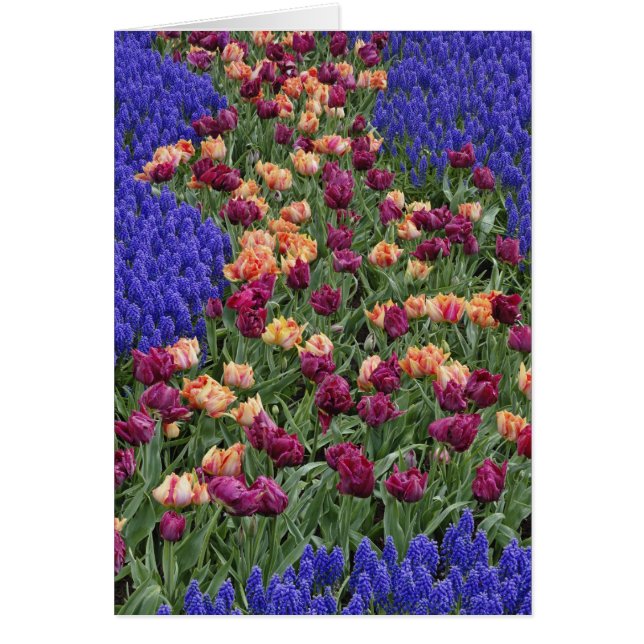 チューリップとムスカリの花柄, (正面)