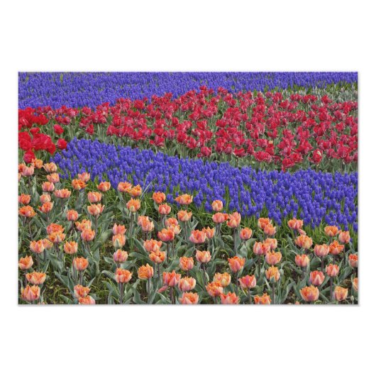 チューリップとムスカリの花柄 フォトプリント            (正面)