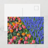 チューリップとムスカリの花 ポストカード (正面/裏面)