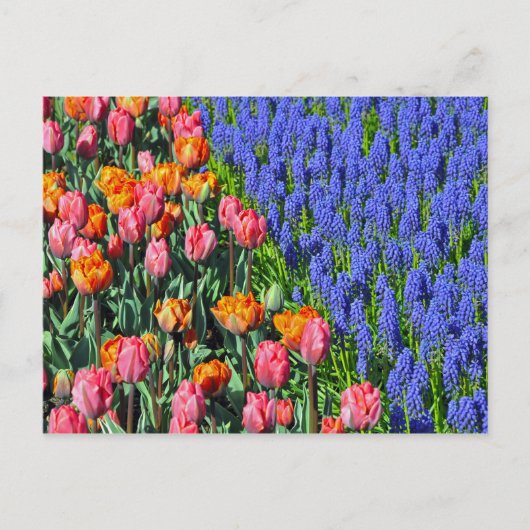 チューリップとムスカリの花 ポストカード (正面)