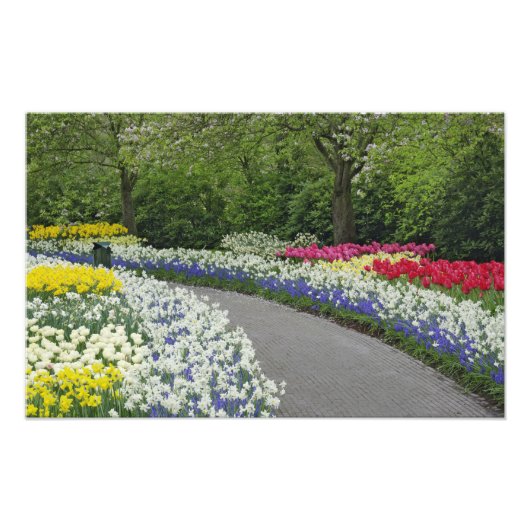 チューリップと水仙の咲く歩道 フォトプリント            (正面)