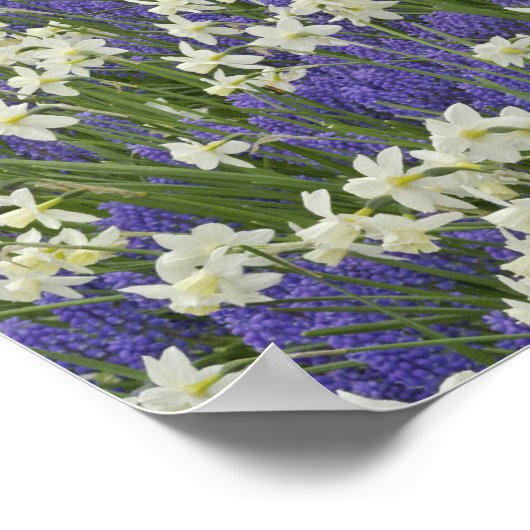 チューリップと水仙の庭、ケウケンホフ庭園 ポスター (角)