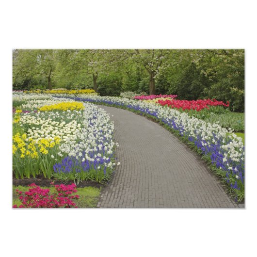 チューリップと水仙の花道 2 フォトプリント            (正面)