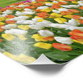 チューリップと車道、ケウケンホフ・ガーデンズ、リッセ、 フォトプリント            (角)