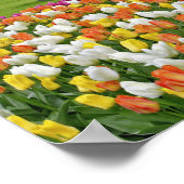 チューリップと車道、ケウケンホフ・ガーデンズ、リッセ、 ポスター (角)