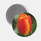 チューリップに露 マグネット (正面/裏面)