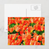 チューリップのオレンジ色の畑 ポストカード (正面/裏面)