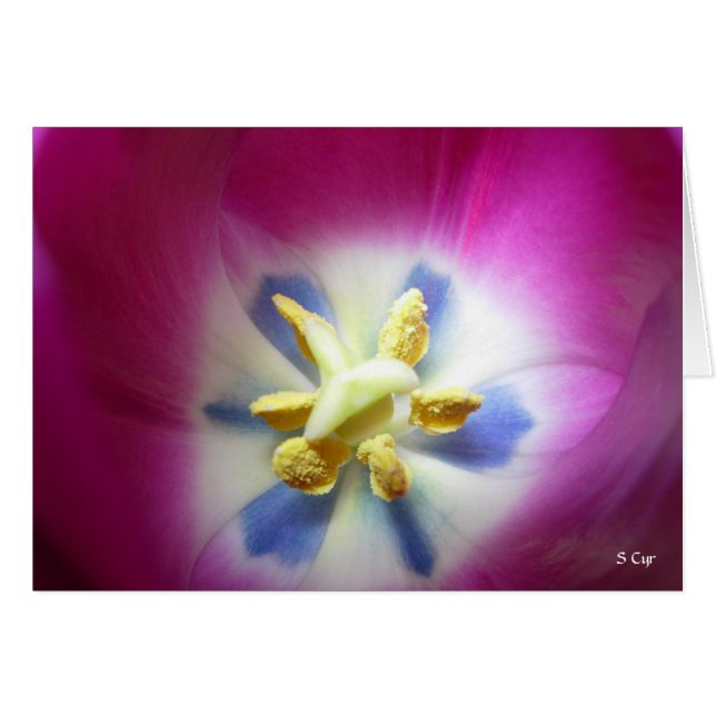 チューリップのハート、S Cyr (正面横)