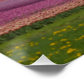 チューリップの上に虹のフィールドポスター ポスター (コーナー)