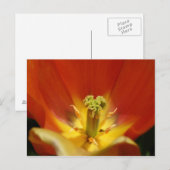 チューリップの内側 ポストカード (正面/裏面)