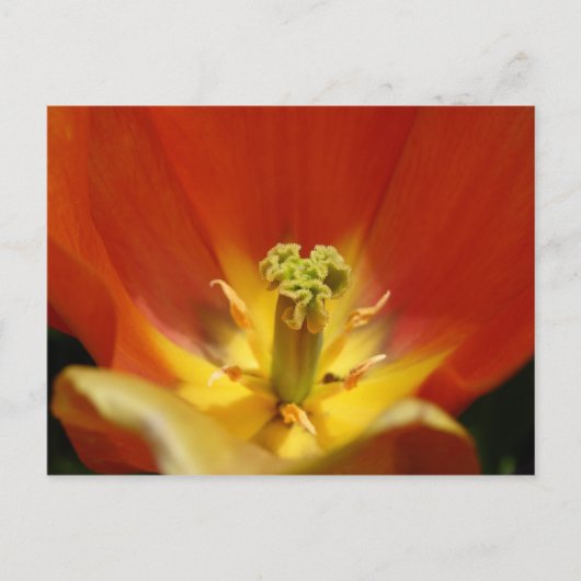 チューリップの内側 ポストカード (正面)
