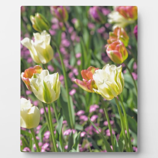 チューリップの分野 フォトプラーク (正面)