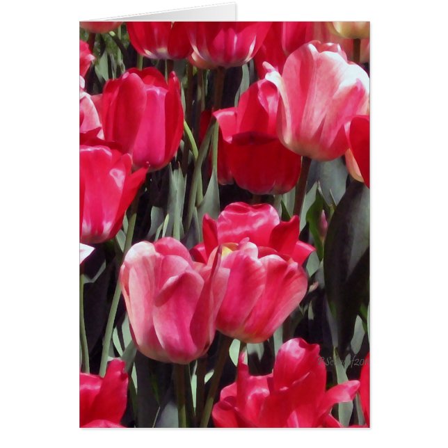 チューリップの庭 (正面)