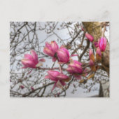 チューリップの木の花 ポストカード (正面)