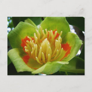 チューリップの木はがき(Liriodendron Tulipifera) ポストカード