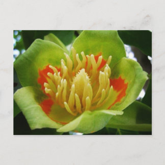 チューリップの木はがき(Liriodendron Tulipifera) ポストカード