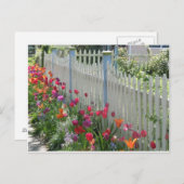 チューリップの白いフェンスのポストカード ポストカード (正面/裏面)