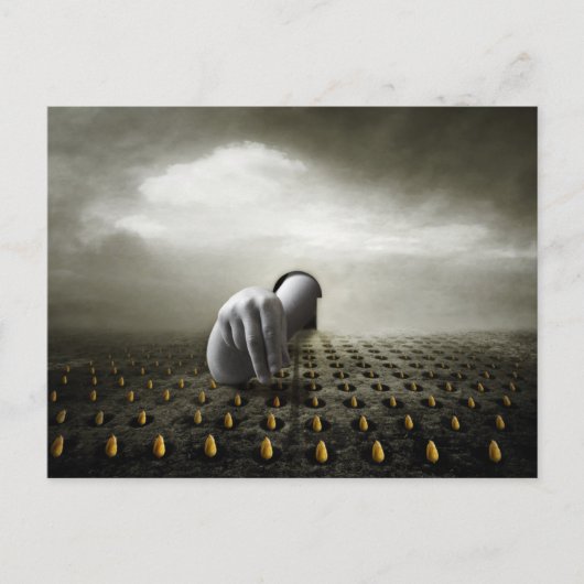 チューリップの盗人2013年 ポストカード (正面)