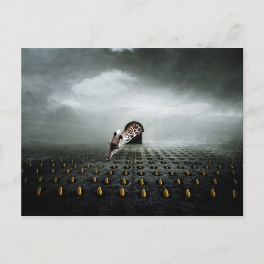 チューリップの盗人2 2013年 ポストカード (正面)