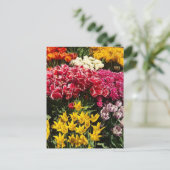 チューリップの種類 ポストカード (スタンド正面)