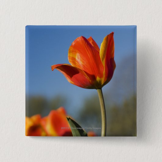 チューリップの花のクローズアップ 缶バッジ (正面)