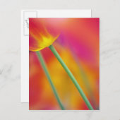 チューリップの花の下側のクローズアップ、 ポストカード (正面/裏面)