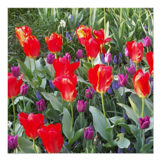 チューリップの花の花愛運命のシャワー ポスター (正面)
