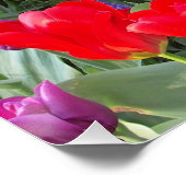 チューリップの花の花愛運命のシャワー ポスター (コーナー)