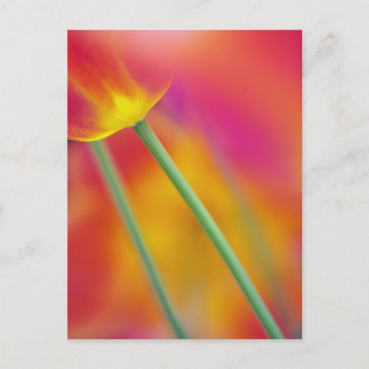チューリップの花の裏側のクローズアップ ポストカード (正面)