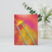 チューリップの花の裏側のクローズアップ ポストカード (スタンド正面)