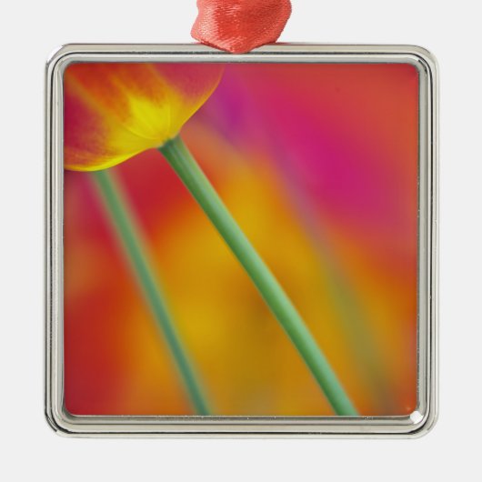 チューリップの花の裏側のクローズアップ メタルオーナメント (正面)