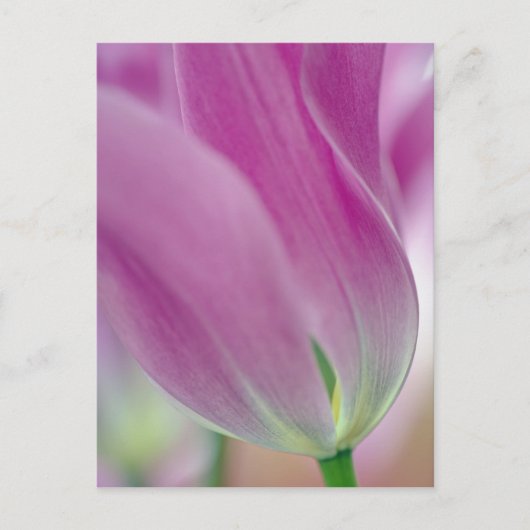 チューリップの花の裏側のクローズアップ 2 ポストカード (正面)
