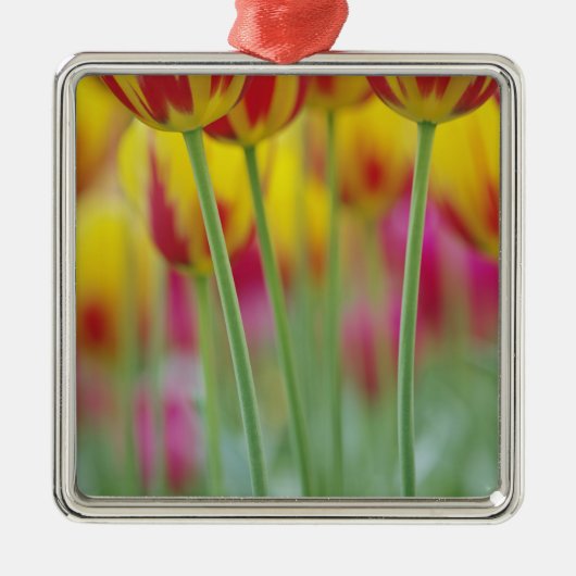 チューリップの花の裏側のクローズアップ 3 メタルオーナメント (正面)