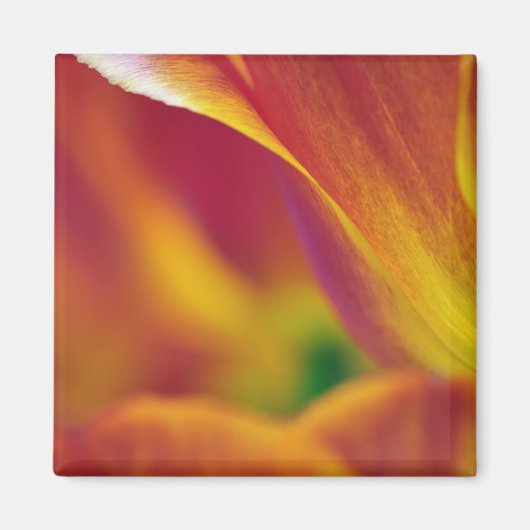 チューリップの花の裏側のクローズアップ 4 マグネット (正面)