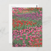 チューリップの花畑 ポストカード (正面/裏面)