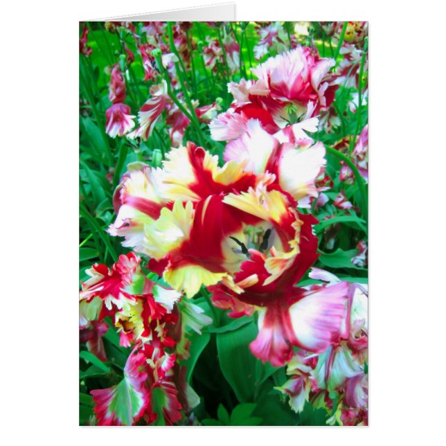 チューリップの花 (正面)