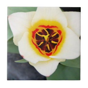 チューリップの花 タイル