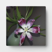 チューリップの花 フォトプラーク (正面)