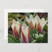 チューリップの葉書 ポストカード (正面/裏面)