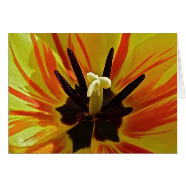 チューリップの近い上り (正面横)