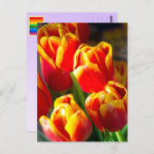 チューリップの郵便はがき ポストカード (正面/裏面)
