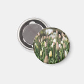 チューリップの開花開始 マグネット (正面/裏面)