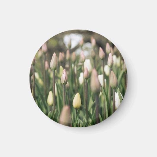 チューリップの開花開始 マグネット (正面)