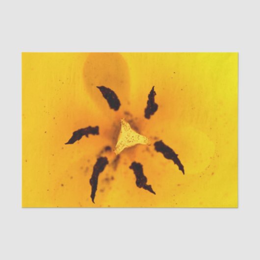 チューリップの雄しべと花粉 薄葉紙 (正面)