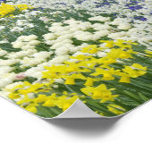 チューリップや水仙を通る歩道。 ポスター (角)