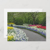 チューリップや水仙を通る歩道。 ポストカード (正面/裏面)