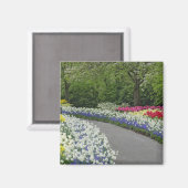 チューリップや水仙を通る歩道。 マグネット (正面/裏面)